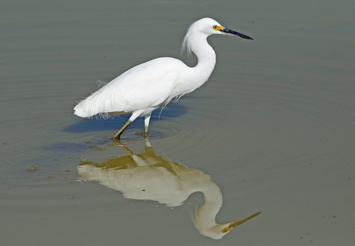 Snowy Egret - ML74742531