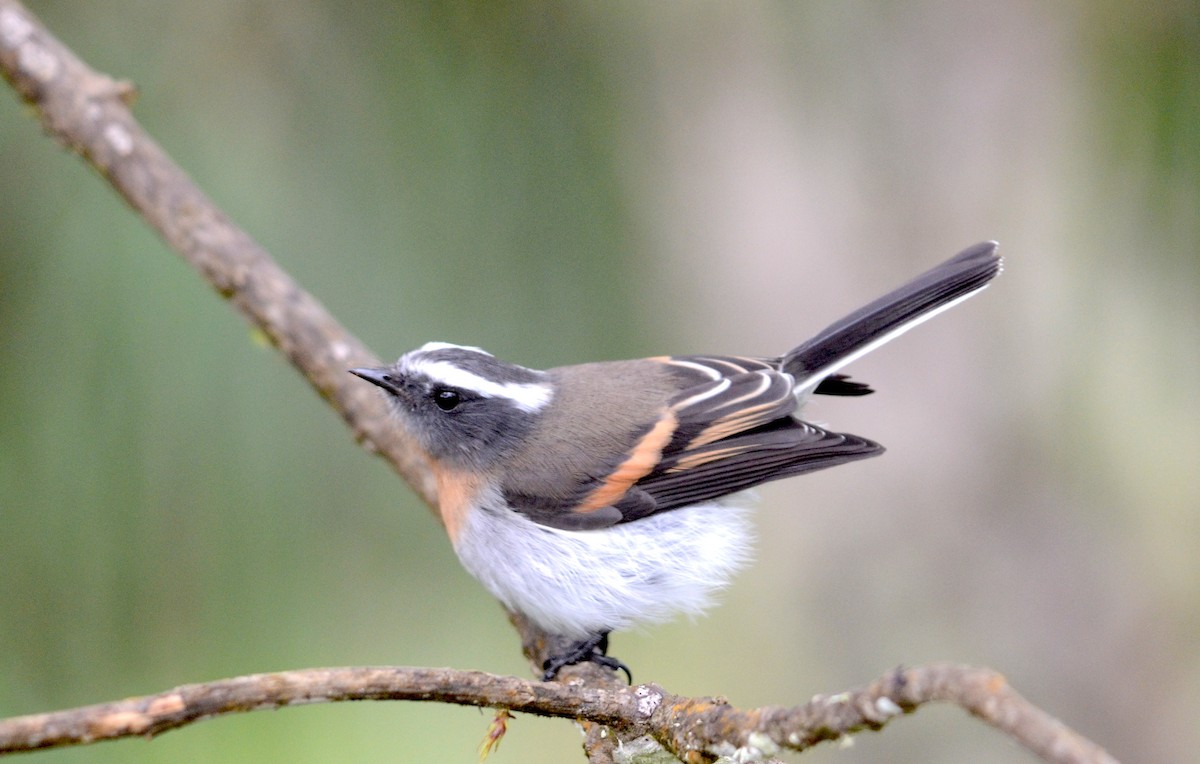 Rufous-breasted Chat-Tyrant - ML74744151