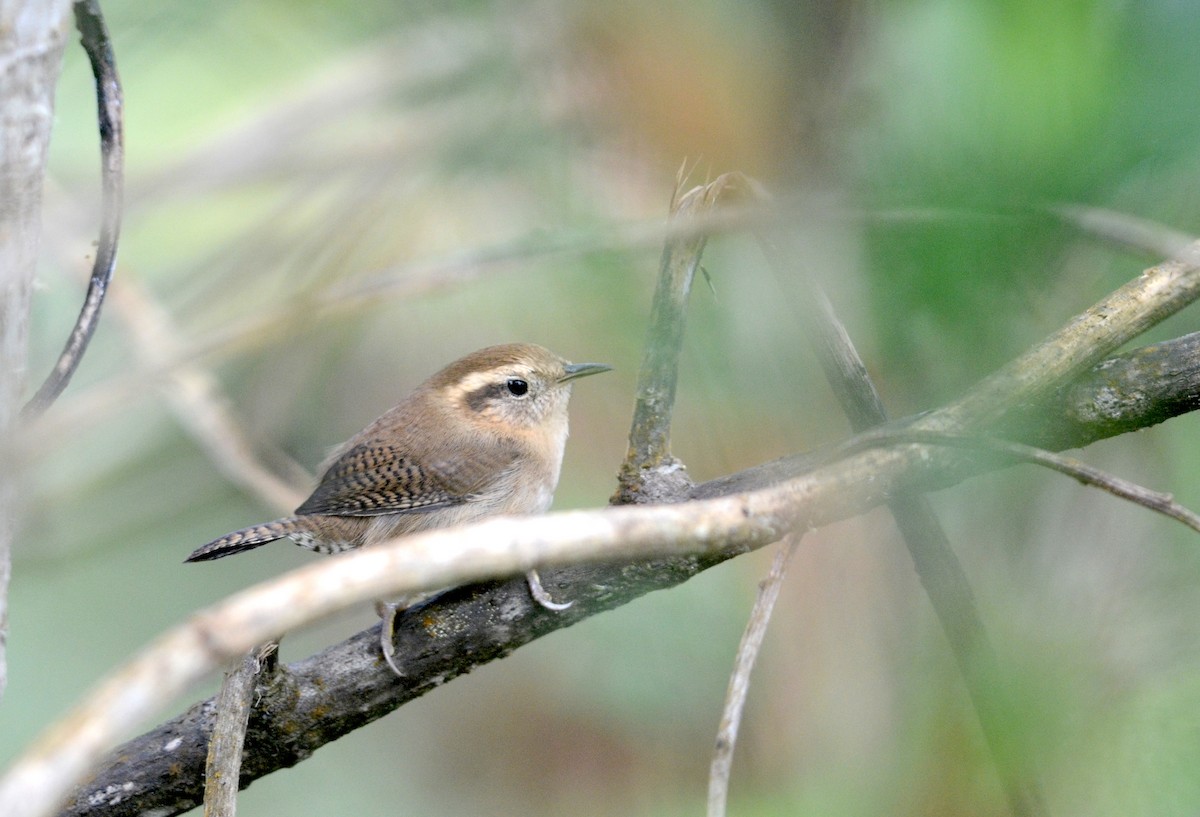 Mountain Wren - ML74744201