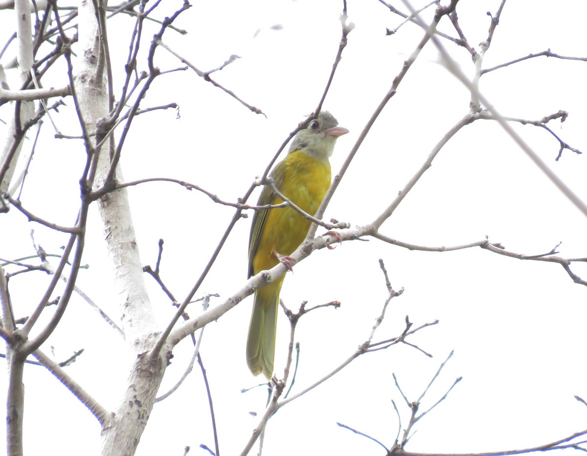 Gray-headed Tanager - ML74744841