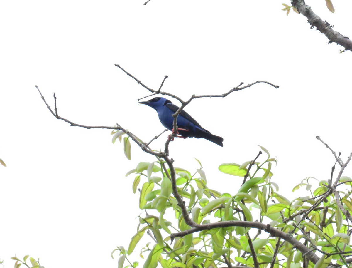 Red-legged Honeycreeper - ML74744871