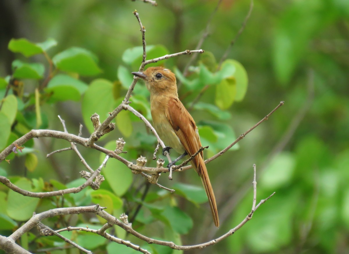 Rufous Casiornis - ML74745181