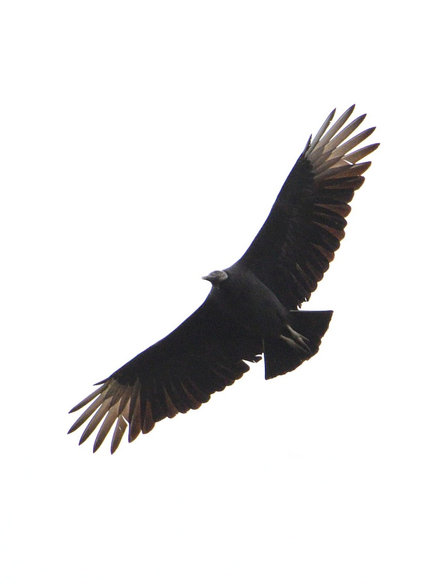 Black Vulture - ML74749491