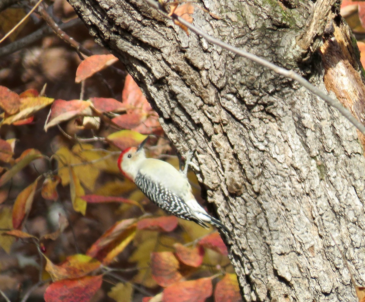 Red-bellied Woodpecker - ML74750461