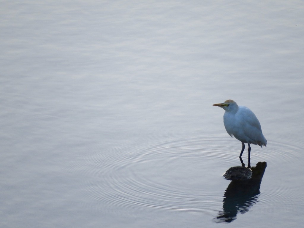 Western Cattle Egret - ML74751371