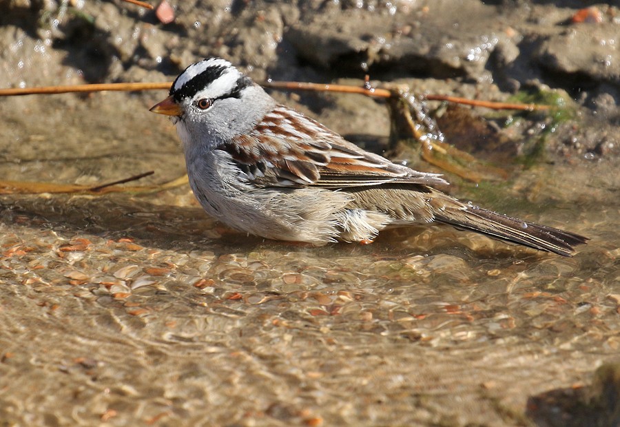 White-crowned Sparrow (Gambel's) - ML74752901