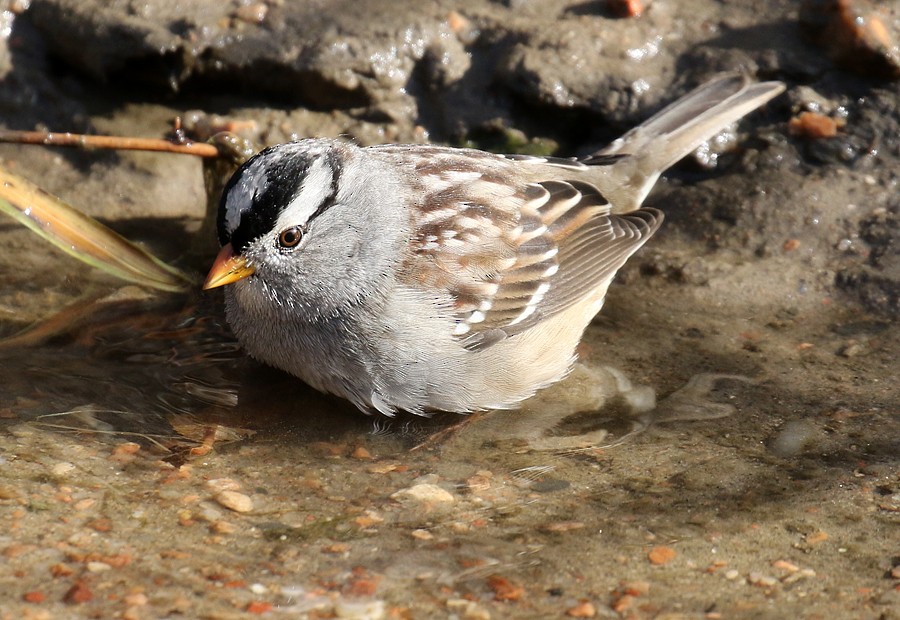 White-crowned Sparrow (Gambel's) - ML74752911