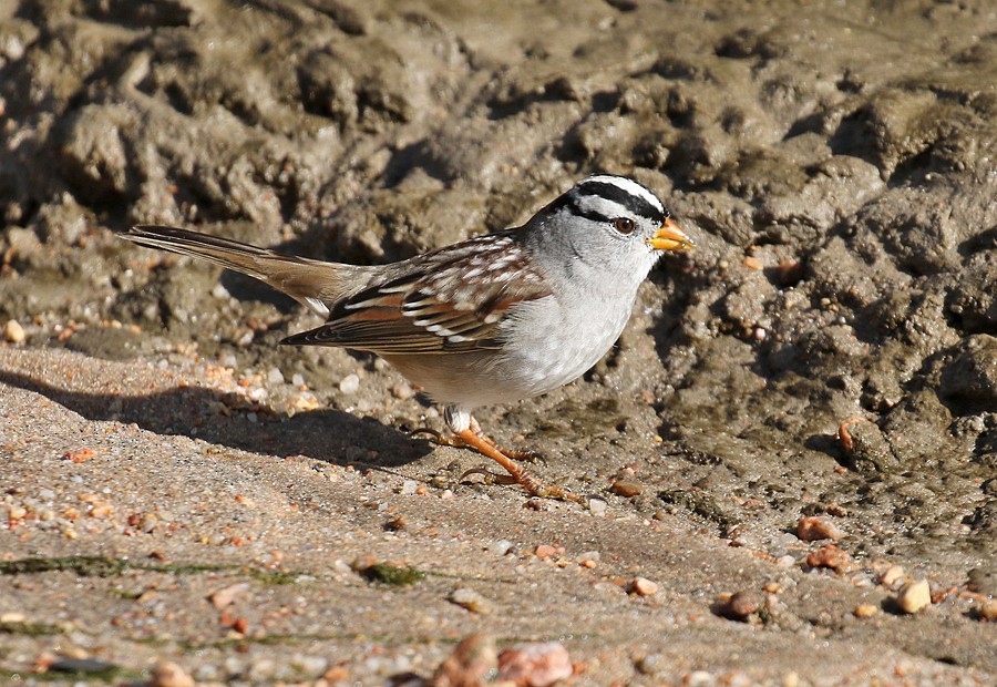 White-crowned Sparrow (Gambel's) - ML74752921