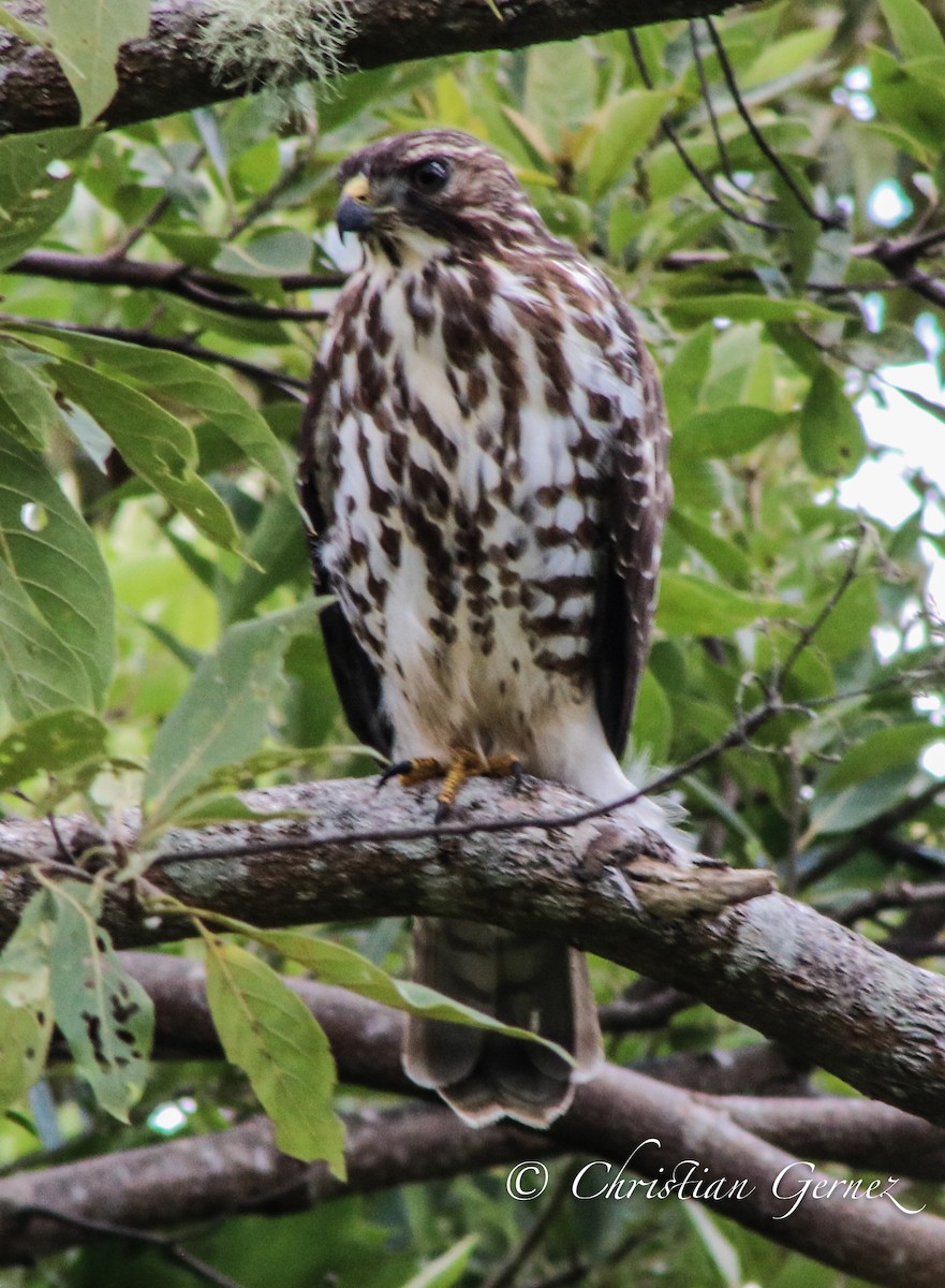 Broad-winged Hawk - ML74754121