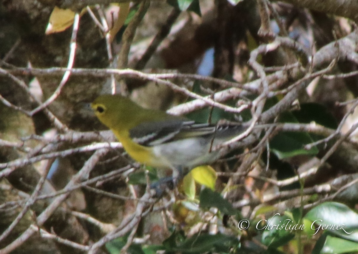 Yellow-throated Vireo - ML74754151