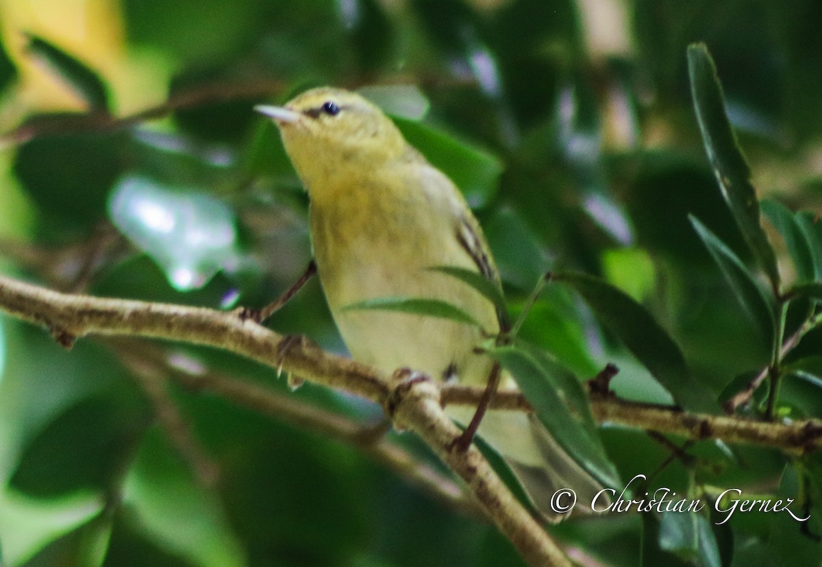 Tennessee Warbler - ML74754241