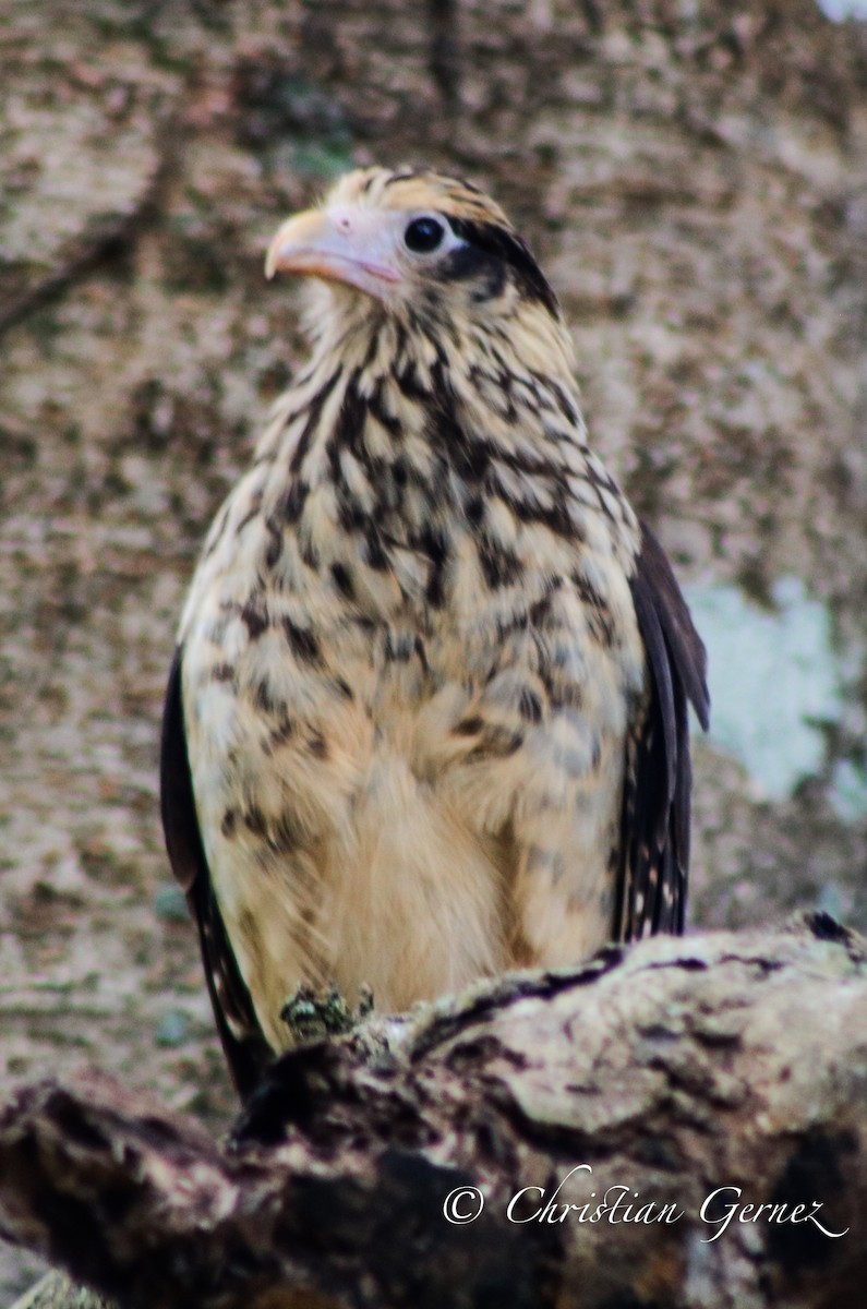 Yellow-headed Caracara - ML74754341