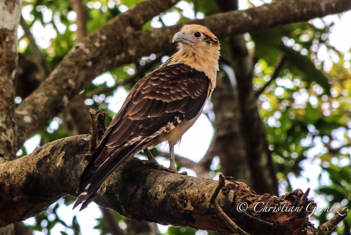 Yellow-headed Caracara - ML74754351