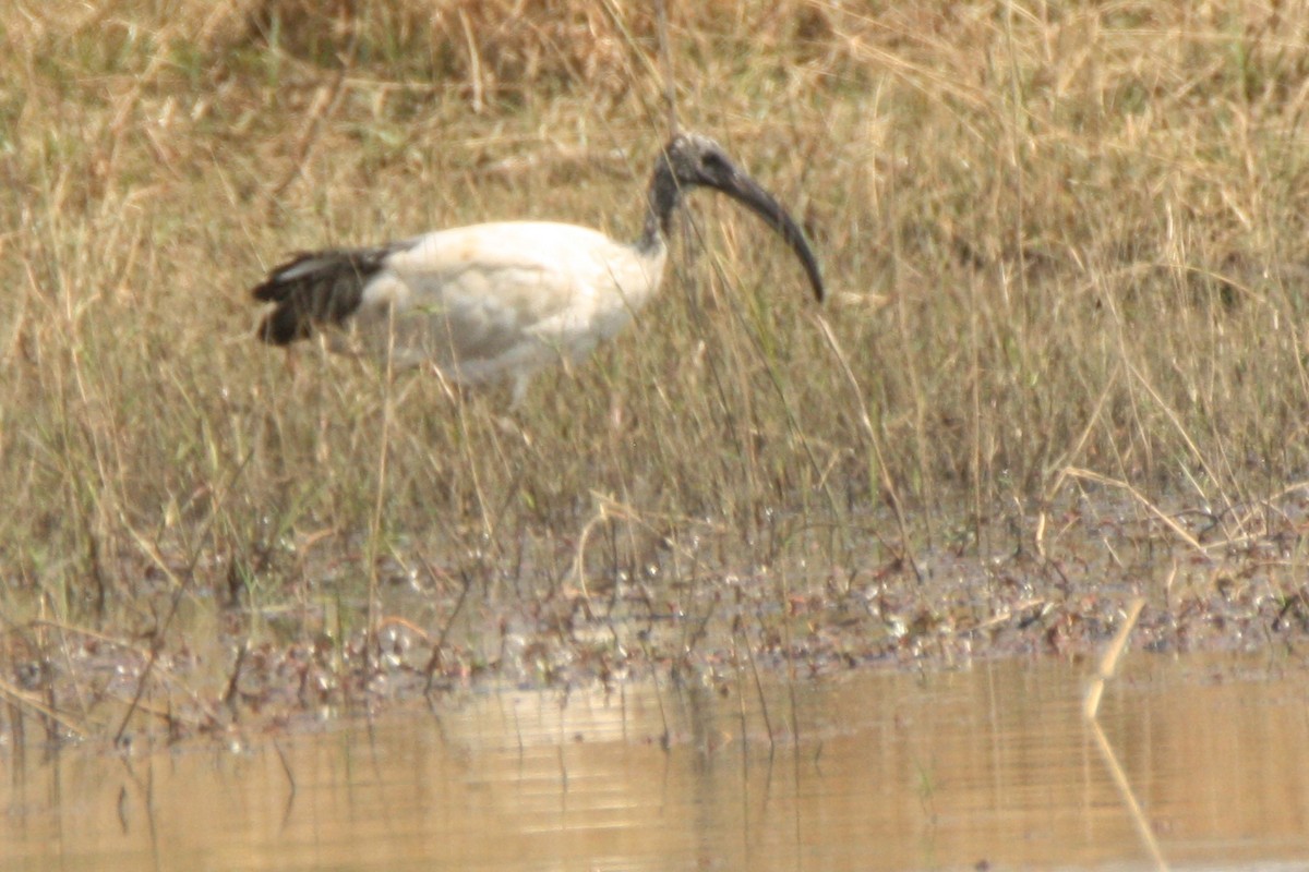 African Sacred Ibis - ML74754801