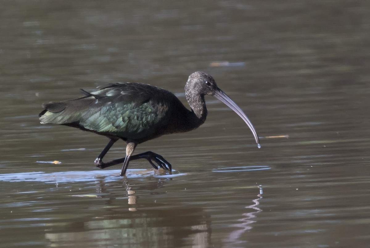 Glossy Ibis - ML74755451