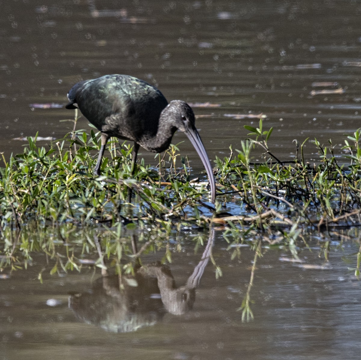 Glossy Ibis - ML74755461