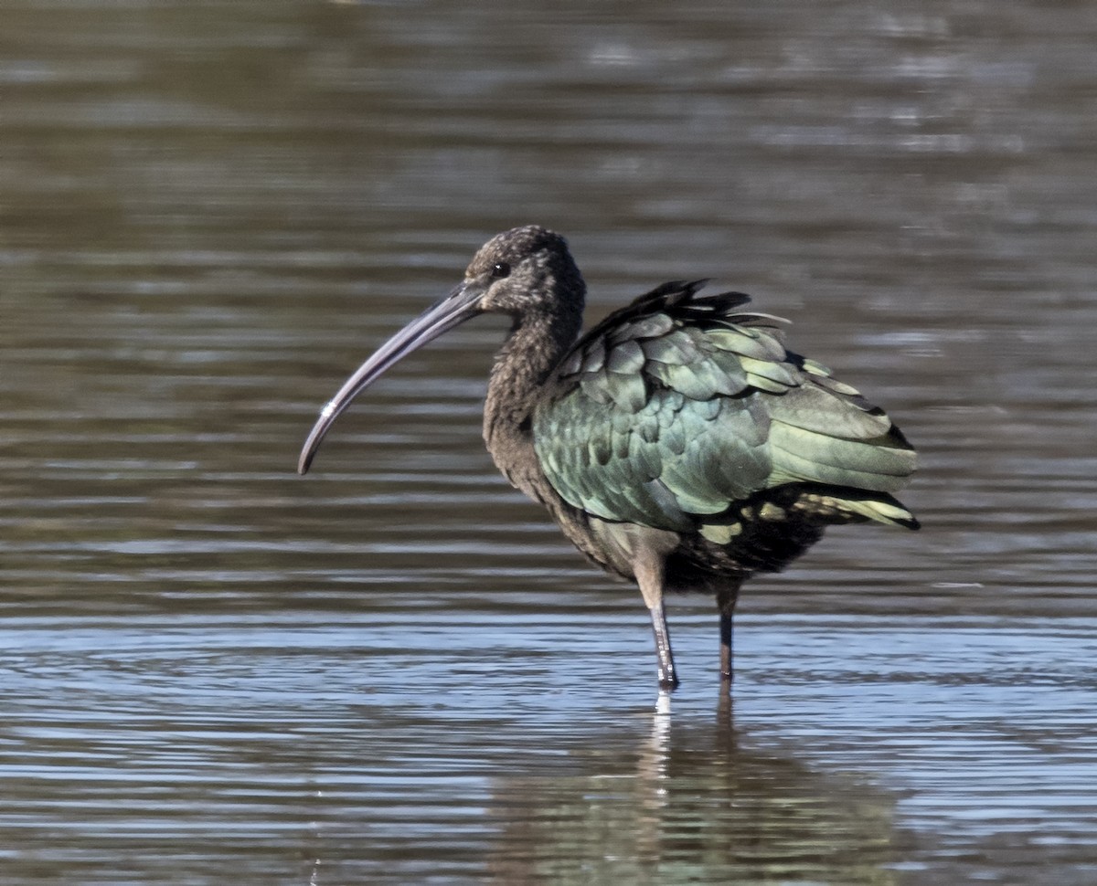 Glossy Ibis - ML74755471