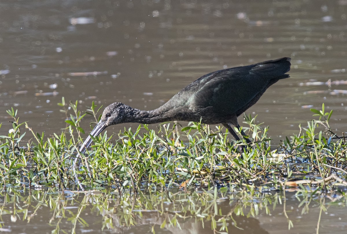 Glossy Ibis - ML74755481