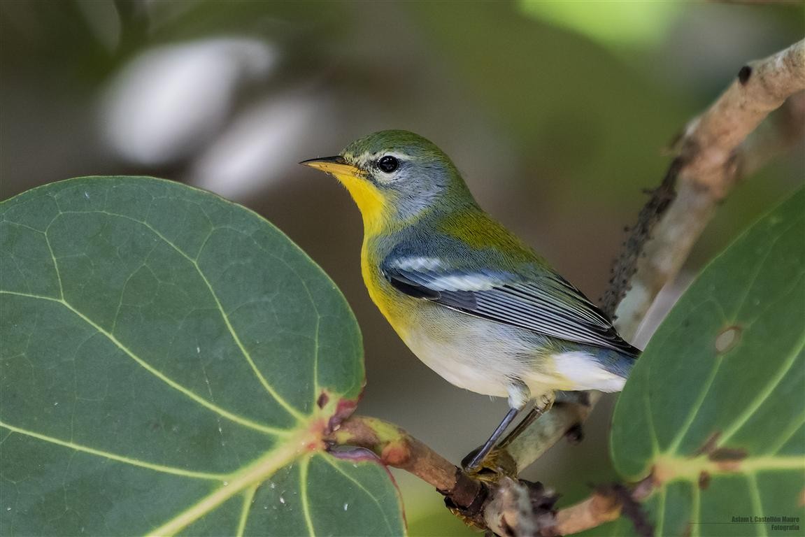 Northern Parula - ML74755661