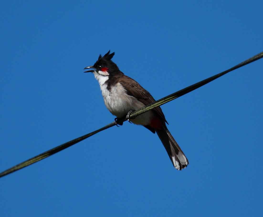 Red-whiskered Bulbul - ML74758901