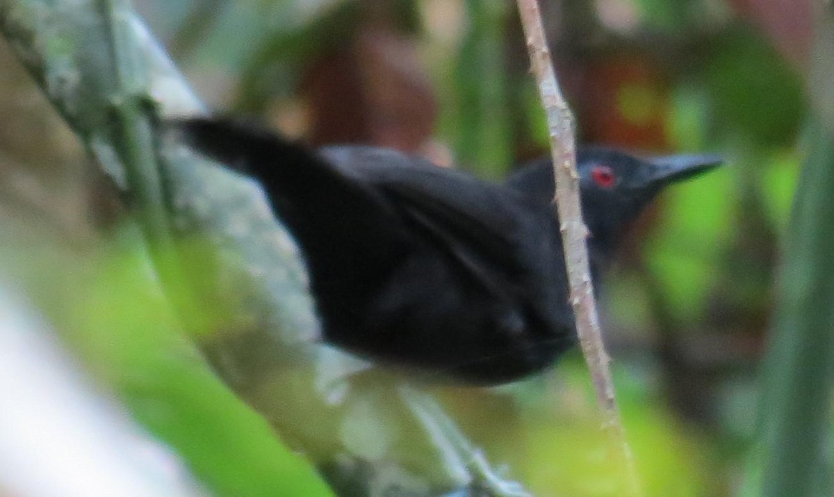 Goeldi's Antbird - ML74759211