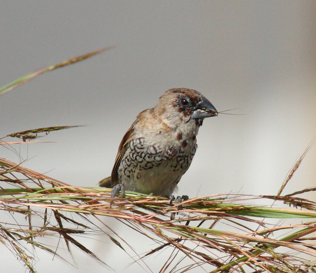 Scaly-breasted Munia - ML74759261