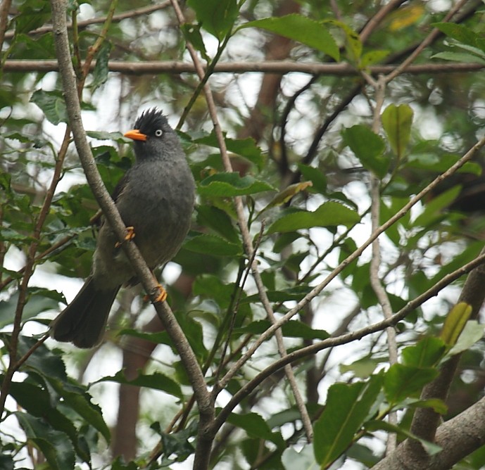 Reunion Bulbul - ML74760061