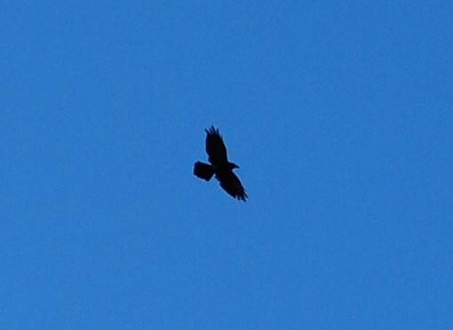 Common Raven - ML74760201