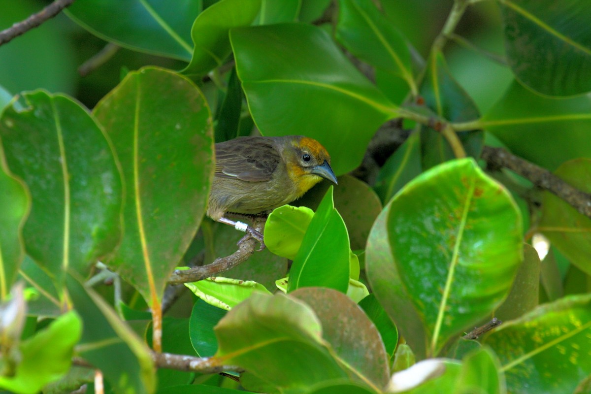 Seychelles Fody - Peter Kappes