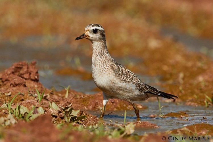 American Golden-Plover - Cindy Marple