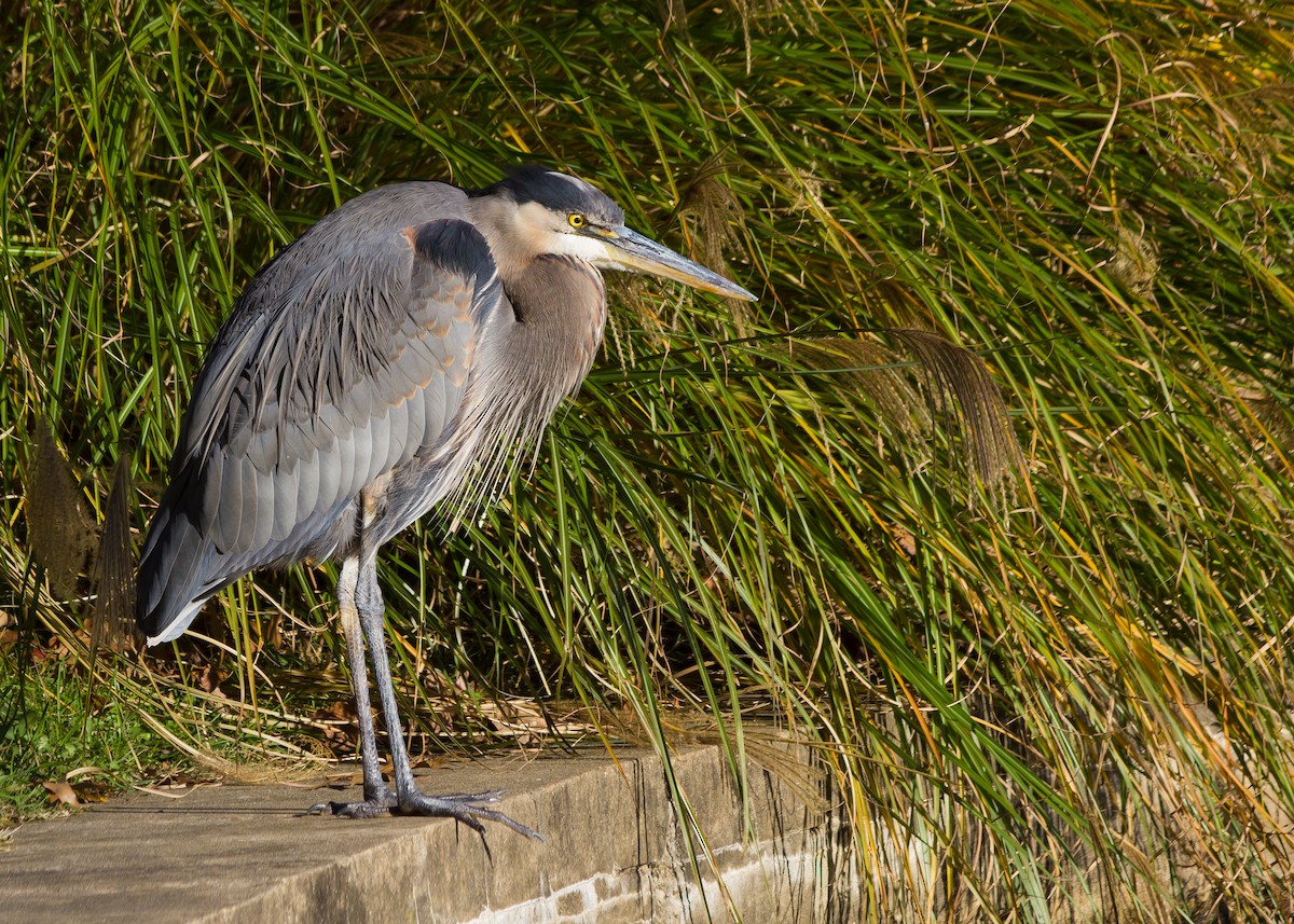 Great Blue Heron - Timothy Graves