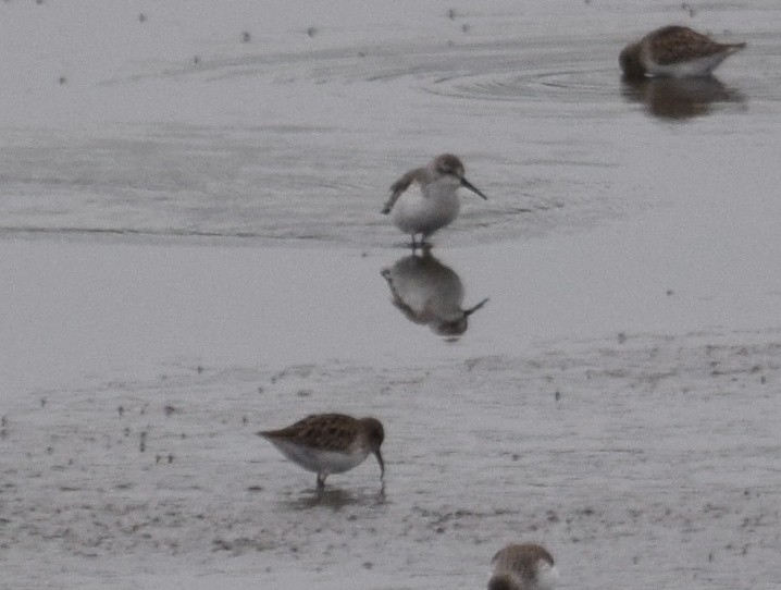 Western Sandpiper - ML74764341