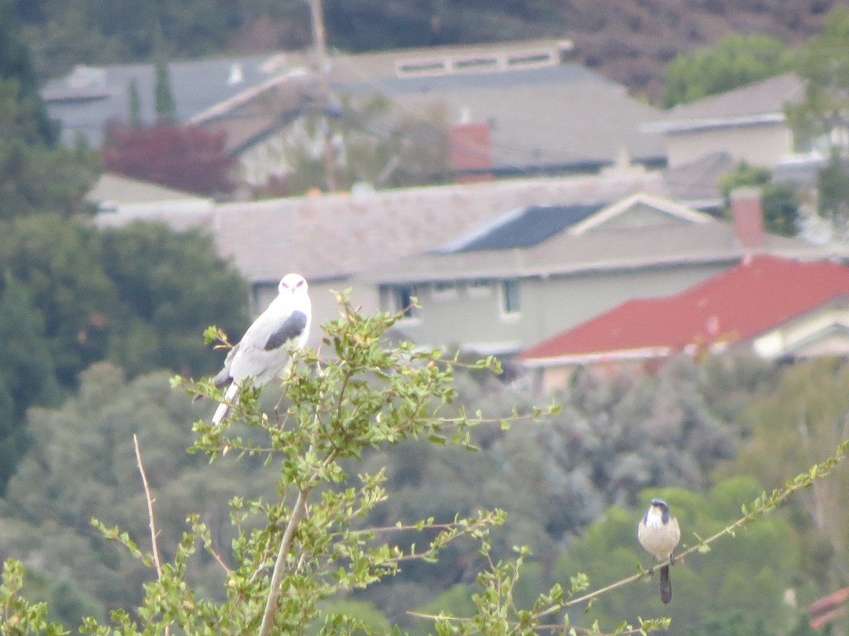 California Scrub-Jay - ML74765211