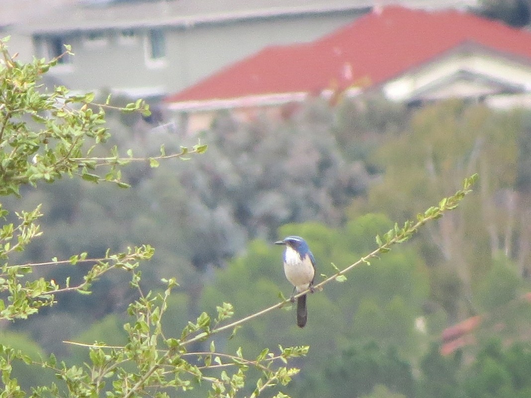 California Scrub-Jay - Garth Harwood