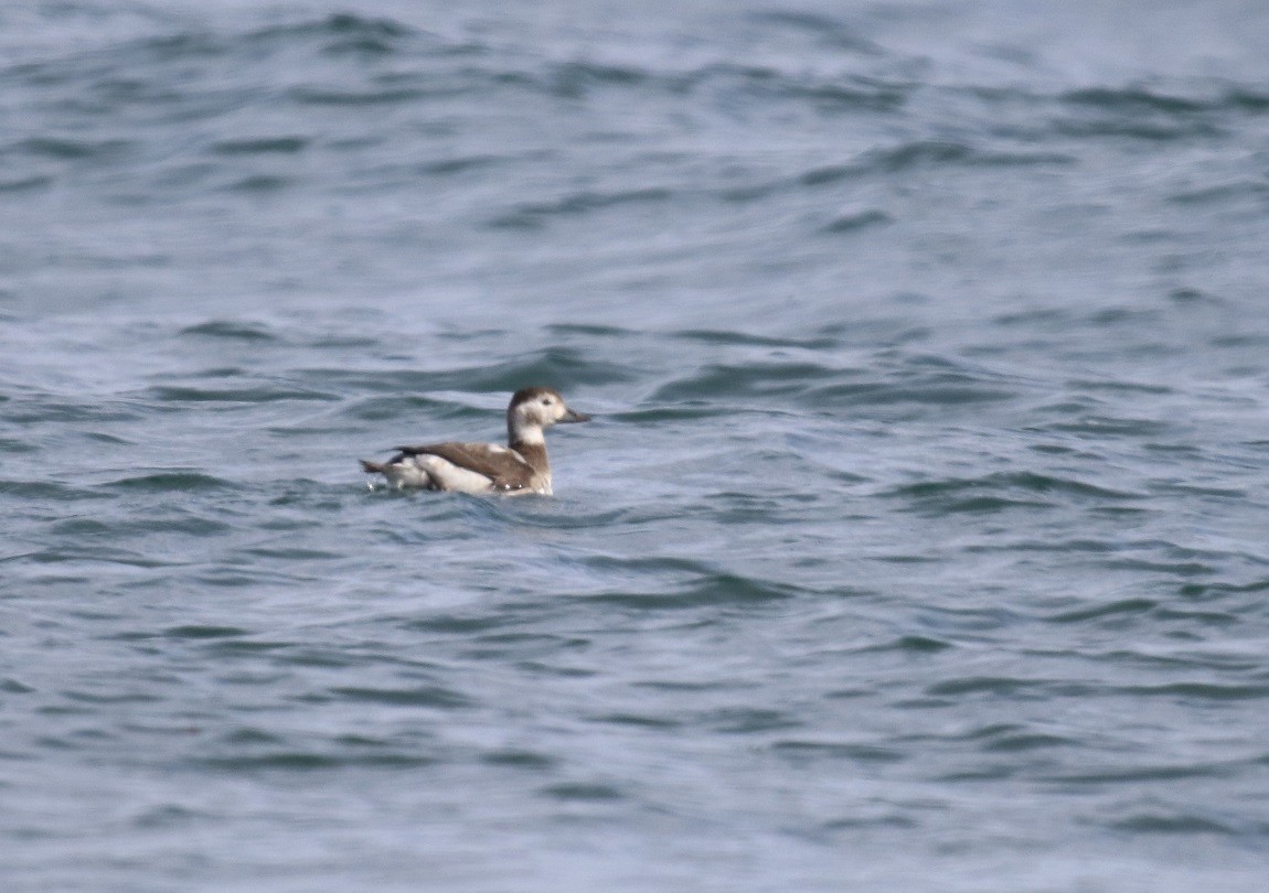 Long-tailed Duck - ML74769091
