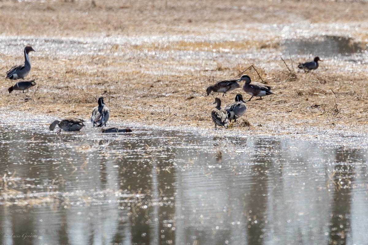 American Wigeon - ML74769841