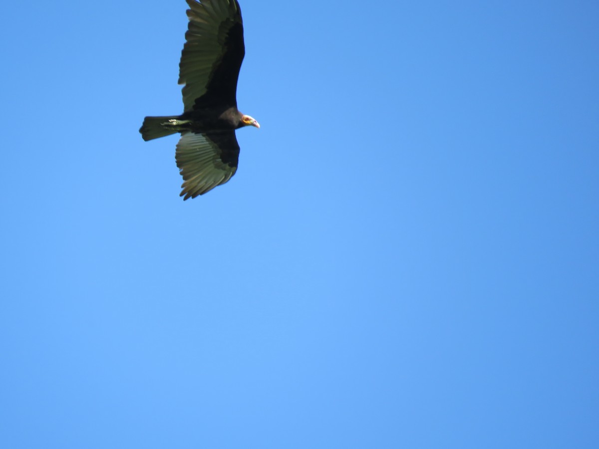 Lesser Yellow-headed Vulture - ML74770011