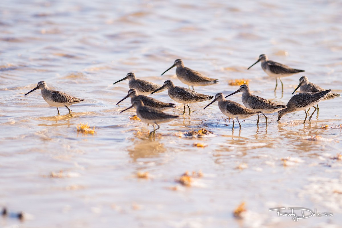 Short-billed Dowitcher - ML74770041