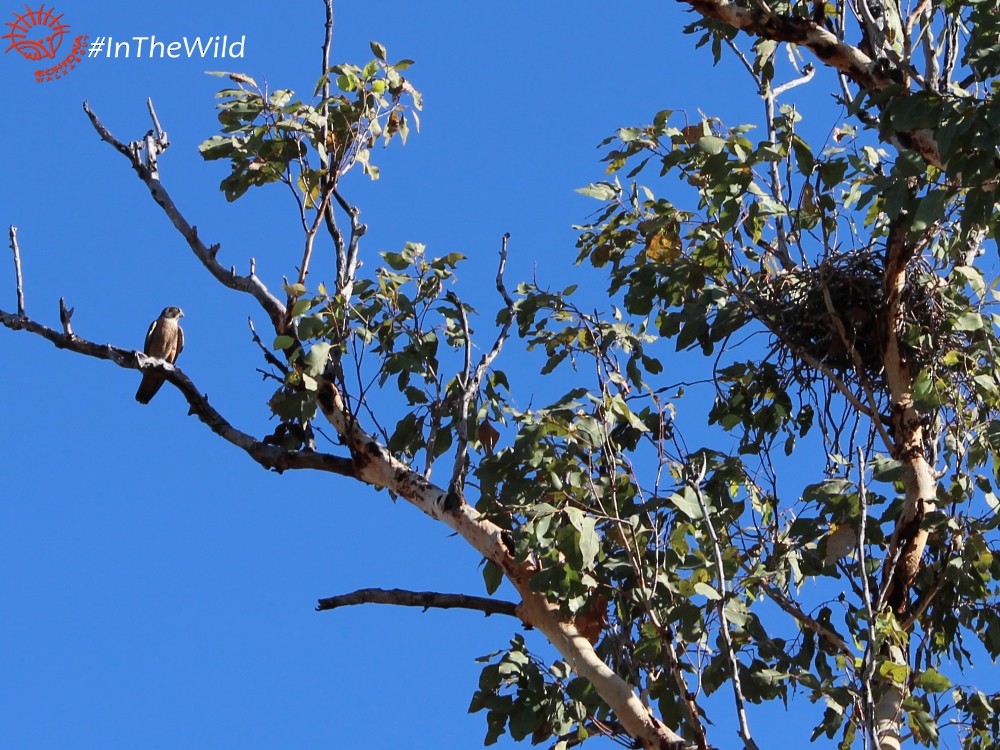 Australian Hobby - ML74770241