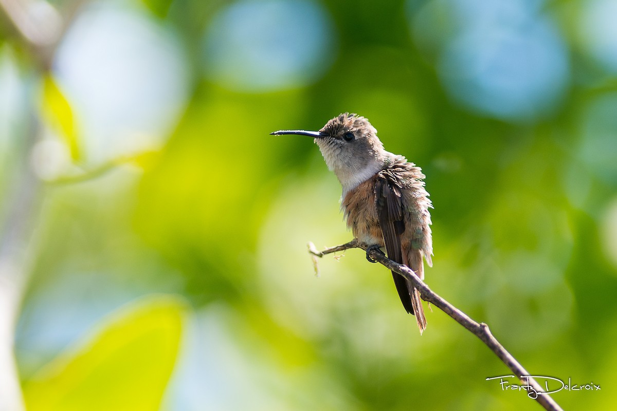 Inagua Woodstar - ML74770501