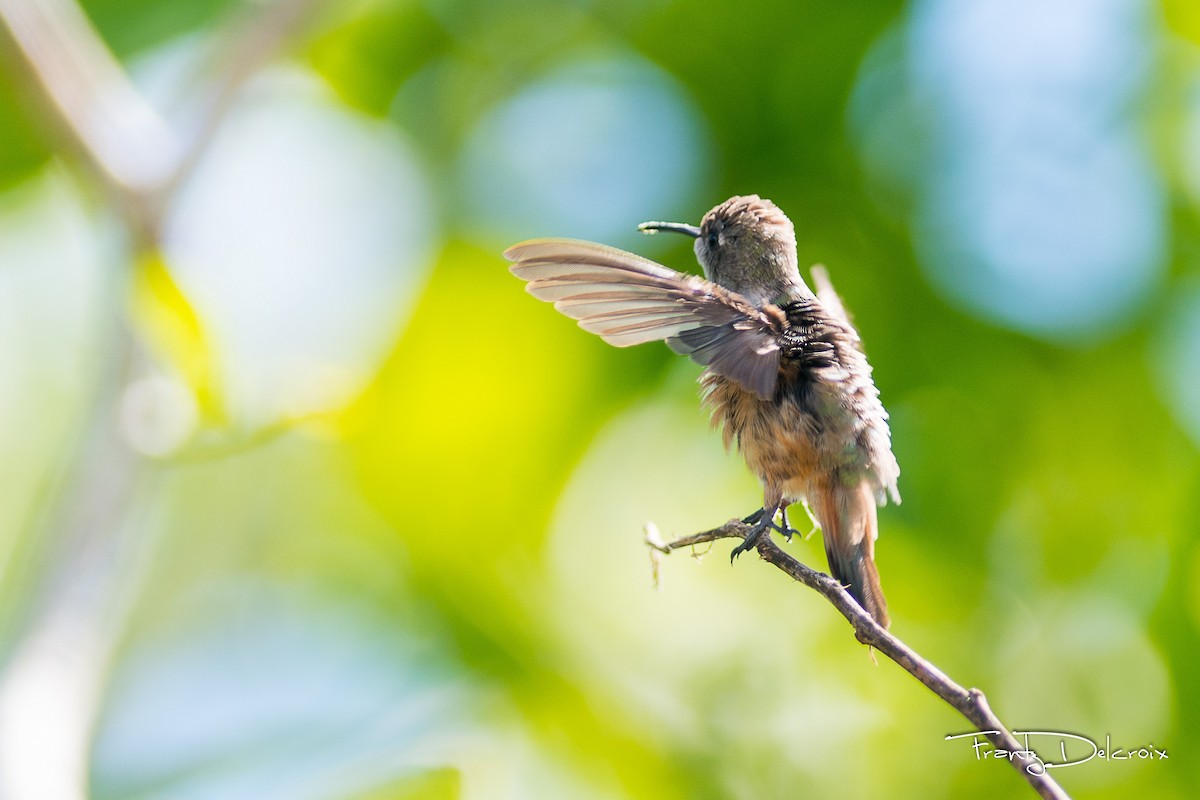 Inagua Woodstar - ML74770511