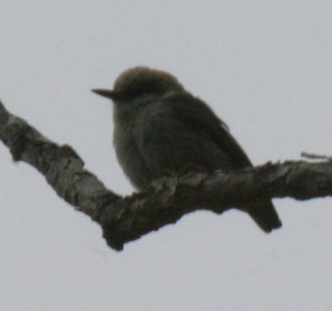 Brown-headed Nuthatch - ML74770581