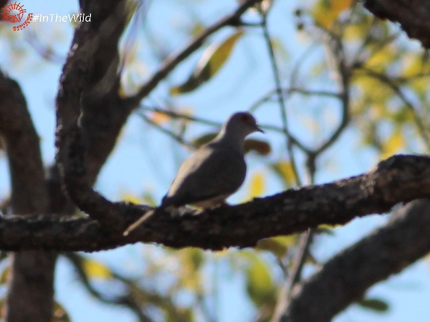 Diamond Dove - ML74770801