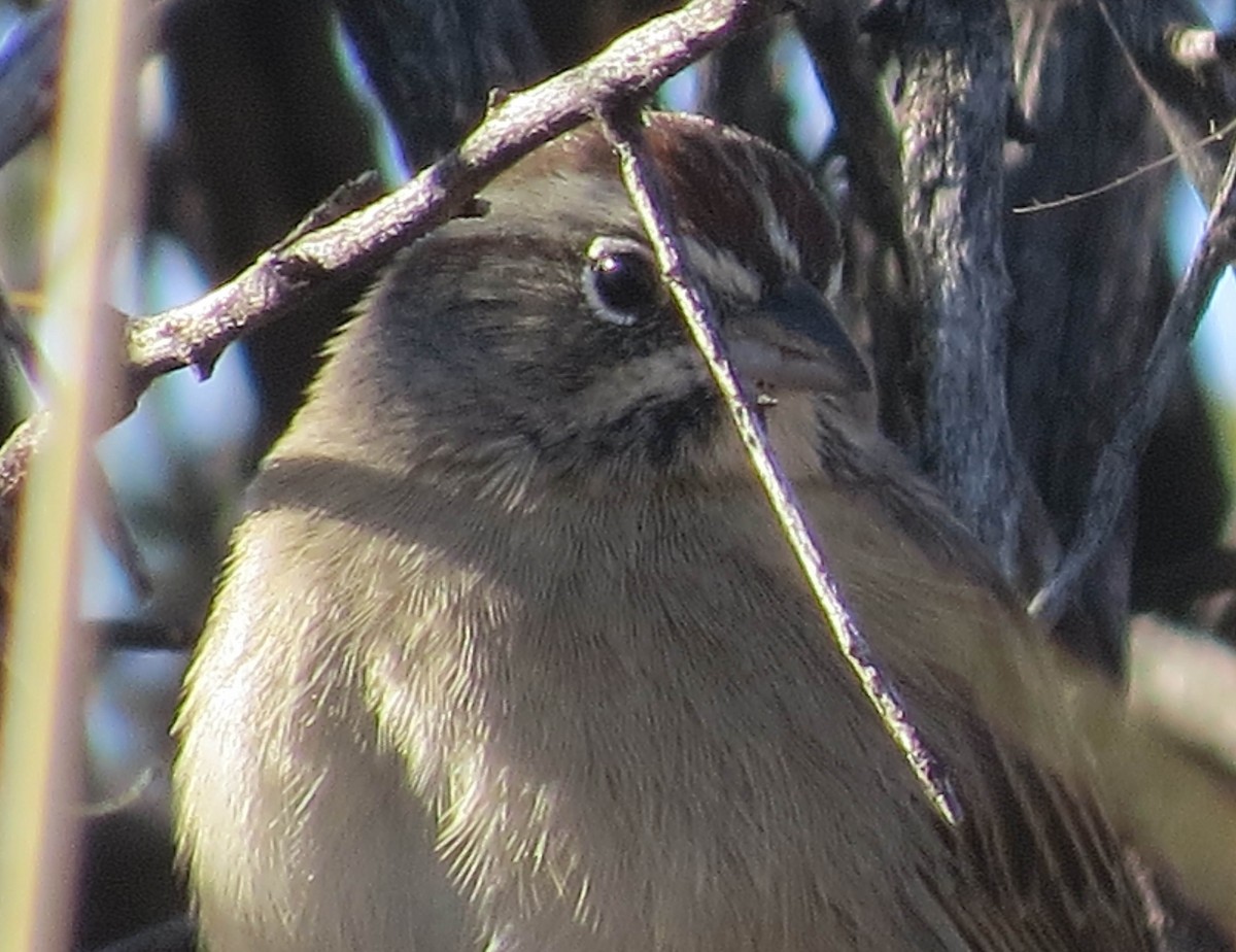 Rufous-crowned Sparrow - Anonymous