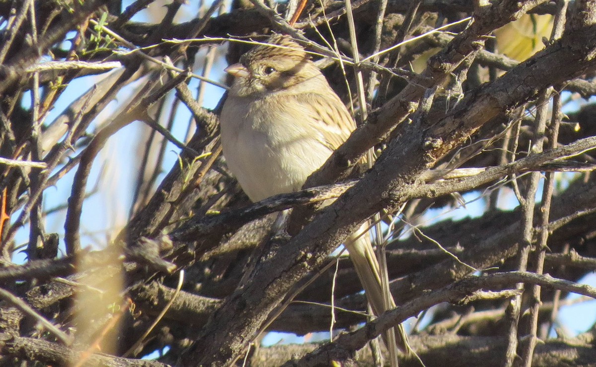 Brewer's Sparrow - Anonymous