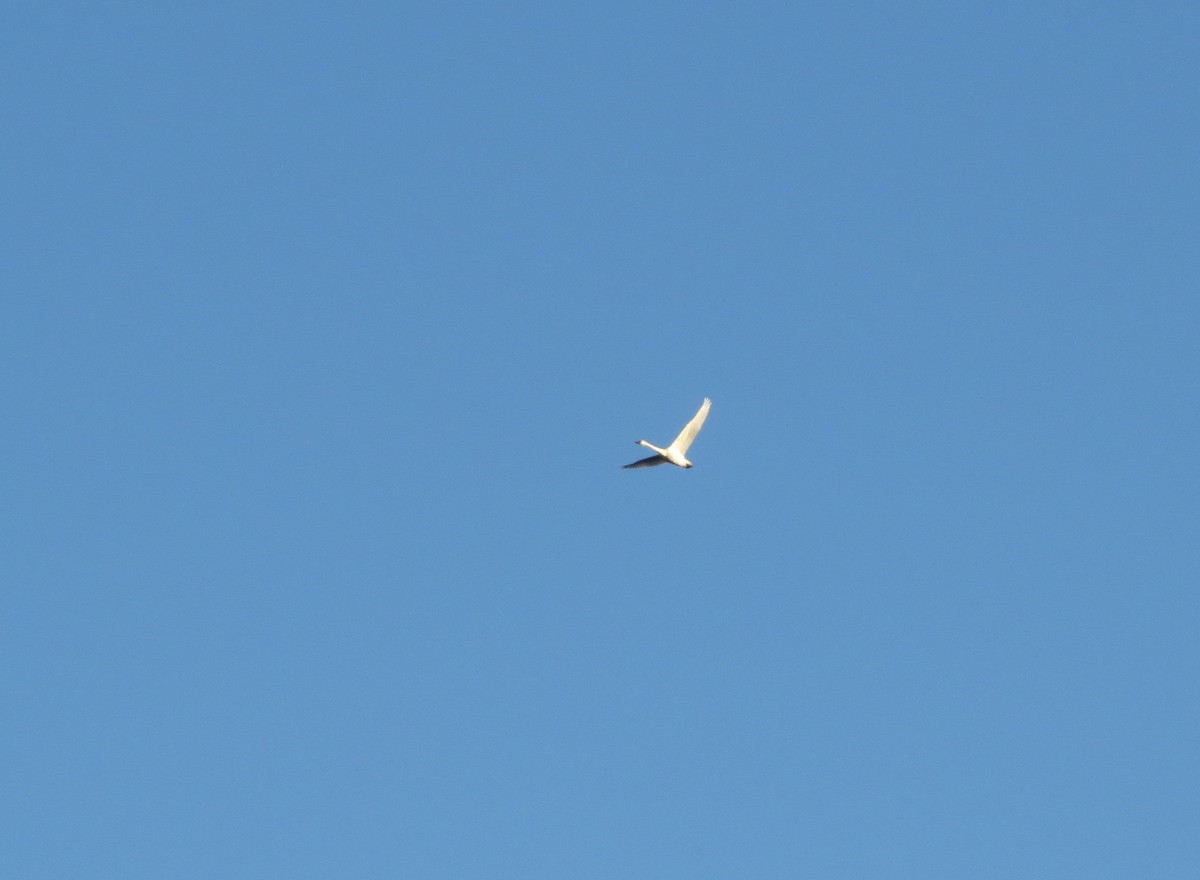 Cygne siffleur (columbianus) - ML74772051