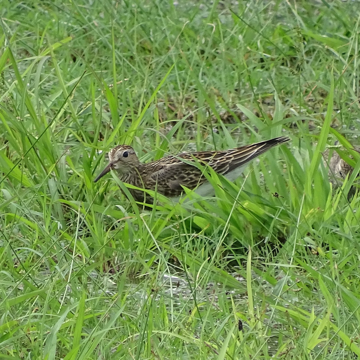 Pectoral Sandpiper - Chris Howard