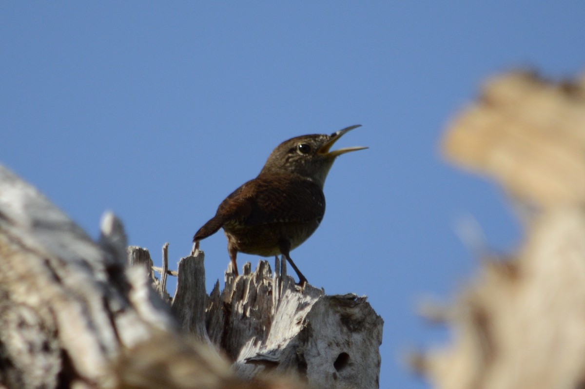 Northern House Wren - ML74774461