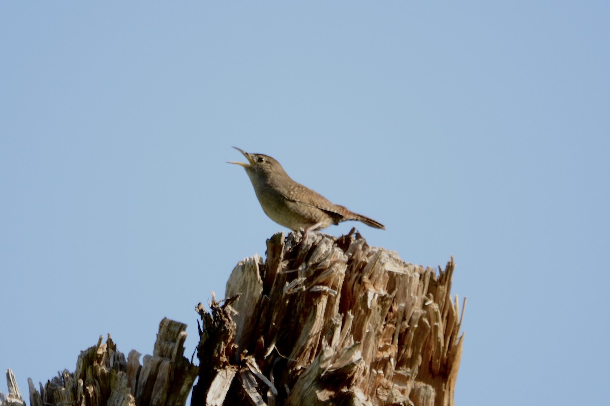 Northern House Wren - ML74774471