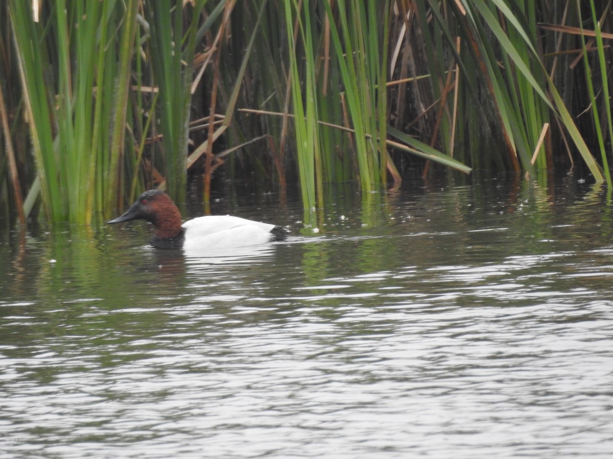 Canvasback - Carol Bailey